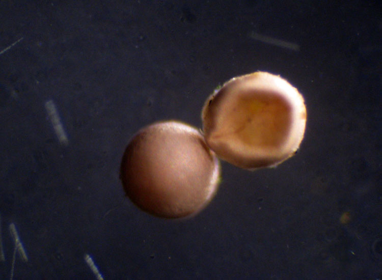 Microscopia salata